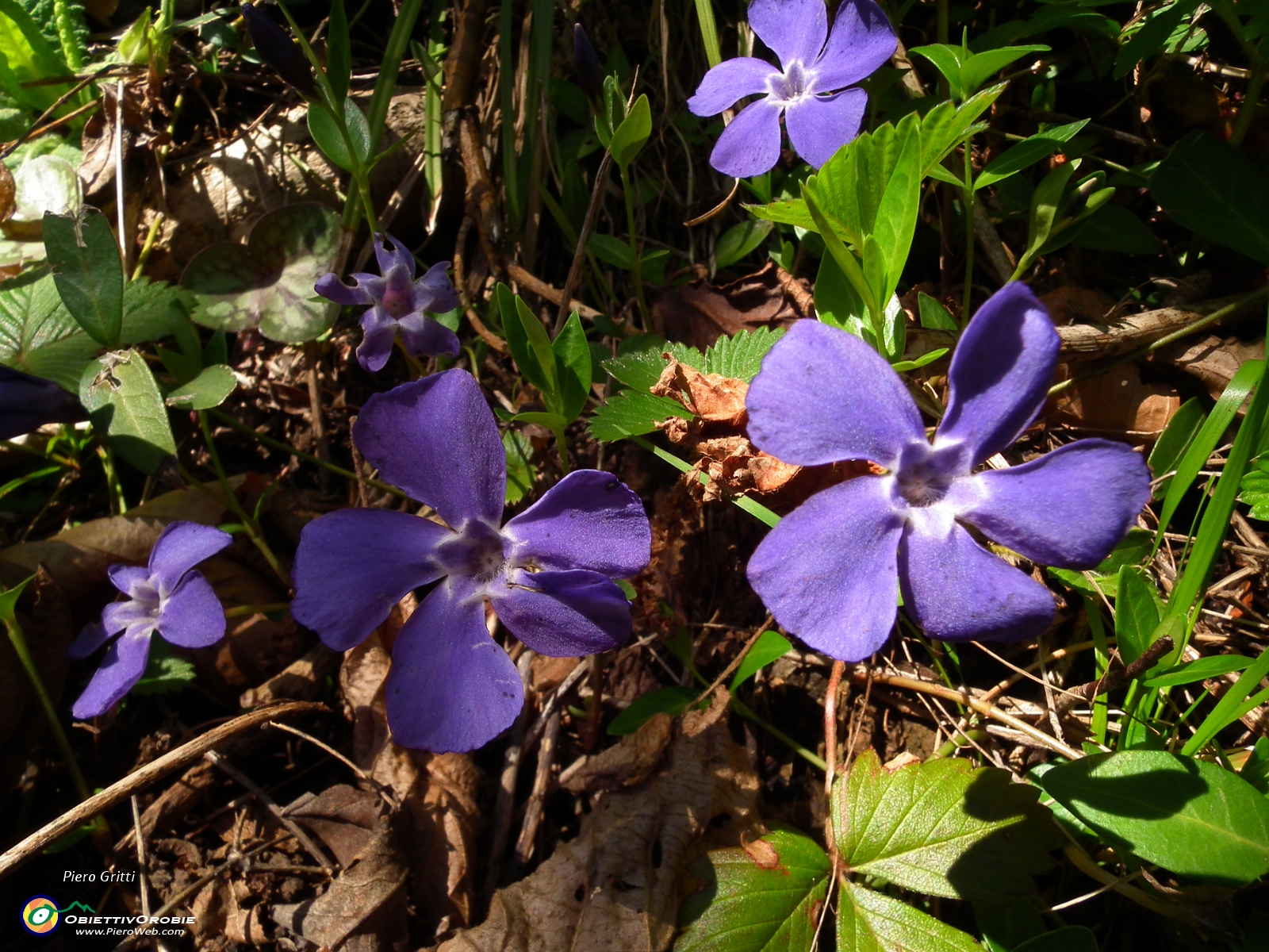 55 Fiori di pervinca.JPG